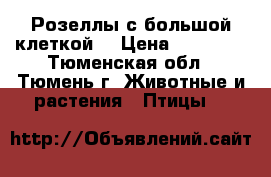 Розеллы с большой клеткой. › Цена ­ 14 000 - Тюменская обл., Тюмень г. Животные и растения » Птицы   